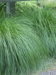 Image result for Sporobolus festivus