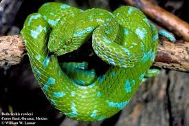 Image result for Bothriocline muschleriana