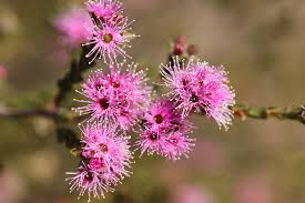 Image result for Annickia ambigua