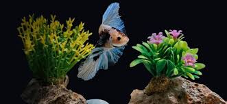 Despite the fact that bettas are often sold in tiny bowls, your betta fish needs a regular aquarium with the proper. 17 Betta Fish Toys Decor Diy Ideas To Prevent Boredom