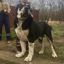 Alabai Coa Big Dog Breeds Kangal Dog Alabai Dog