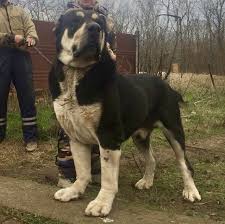 Alabai dog dog id pet dogs dogs and puppies huge dogs giant dogs kangal dog big dog breeds man and dog. Pin By Jamal Phillips On Dog Big Dog Breeds Giant Dogs Kangal Dog