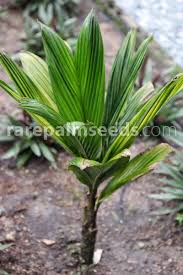 Image result for Lecaniodiscus fraxinifolius
