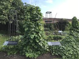 Image result for Lablab