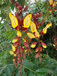 Image result for Thunbergianthus
