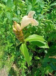 Image result for Costus subbiflorus