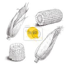 Hand Gezeichnete Skizze Stil Satz Von Mais Gemuse Maiskolben Leinwandbilder Bilder Popcorn Kernel Maiskolben Myloview De