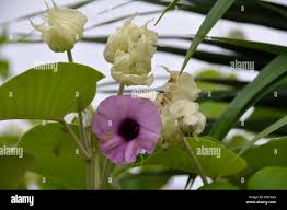 Image result for Argyreia nervosa