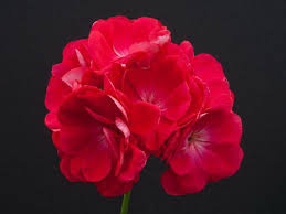 Geraniaceae - P. 'Lili Marlene'