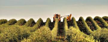 California Olive Ranch Announces Expansion California Olive Ranch California Olive Farmland