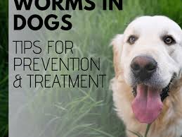 The idea of worms in our dogs is always unpleasant. Intestinal Worms In Dogs Symptoms And Treatment Pethelpful