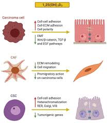 Check spelling or type a new query. Cancers Free Full Text Vitamin D Effects On Cell Differentiation And Stemness In Cancer Html