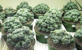 How tall a moon cactus grows depends on the type of cactus rootstock it was grafted to. How To Grow Peyote Cactus Step By Step Guideline