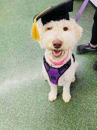 🍫🐾 Maggie's sweet little truffle pups are almost 2 weeks old, and they're  melting hearts faster than chocolate in the sun! These little nuggets are  growing fast and getting more paws-itively adorable