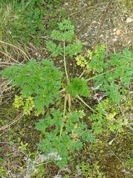 Image result for Conium