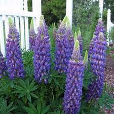 Pin On Landscaping Ideas