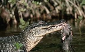 We did not find results for: Birds Use Alligators As Bodyguards To Protect Their Nests Daily Mail Online