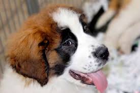 10 Big Facts About Saint Bernards Mental Floss