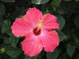 Hibiscus Flower Desktop Wallpapers Hibiscus Flowers Hibiscus Plant Flower Desktop Wallpaper
