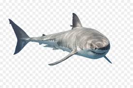 Great White Shark Background Png Download 1500 976 Free Transparent Great White Shark Png Download Cleanpng Kisspng 56+ shark png images for your graphic design, presentations, web design and other projects. great white shark background png