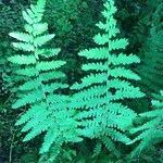 Image result for Thelypteris confluens