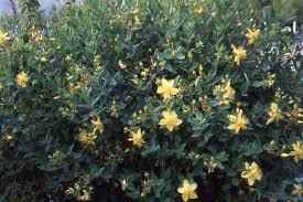 Image result for Hypericum