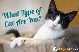 What Type Of Cat Are You Types Of Cats Cats Types Of Kittens