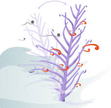 Lb) is a unit of mass or weight in a number of different systems, including english units, imperial units, and united. Vortex Induced Vibrations A Soft Coral Feeding Strategy Journal Of Fluid Mechanics Cambridge Core