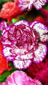 We have 84+ background pictures for you! Mobile Flowers Wallpapers 4k Hd Mobile Flowers Backgrounds On Wallpaperbat