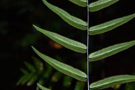 Image result for Pellaea doniana