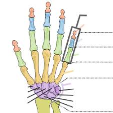 We did not find results for: Carpal Bones Wikipedia