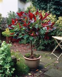 La bellezza e la raffinatezza della begonia rossa brillante è affascinante. Le 10 Varieta Di Piante Di Color Rosso Piu Intriganti