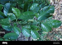 Image result for Suregada zanzibariensis