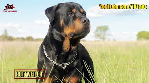 نشریات متعددی به تعریف هوشمندی حیوانات، گزارش‌های سنجش آنها و نیز انتخاب باهوش ترین حیوانات پرداخته‌اند. Ú©Ù„ÛŒÙ¾ Ù…Ø¹Ø±ÙÛŒ Û±Û° ØªØ§ Ø§Ø² Ø¨Ù‡ØªØ±ÛŒÙ† Ùˆ Ø¨Ø§Ù‡ÙˆØ´ ØªØ±ÛŒÙ† Ù†Ú˜Ø§Ø¯ Ø³Ú¯ Ù‡Ø§