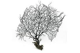 Birgit schmettkamp velag, bornheim, germany. 28cm Big Black Sea Fan Fish Tank Aquarium Decoration Sea Coral Ornament Tr 02 Pack Of 1 Buy Online In Andorra At Desertcart 17202534
