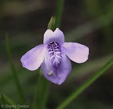 Image result for Justicia striolata