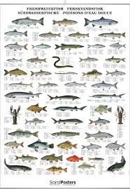 Freshwater Fish Chart