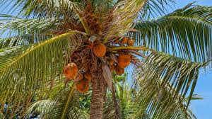 It is going to cost you the same price to remove dead fronds and seed pods as it will to just remove dead fronds. Beautiful Coconut Tree With Bunch Of Hanging Orange Fruits Under The Crown Stock Photo Picture And Royalty Free Image Image 60234392