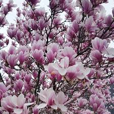 This tree is ideally situated in a spot where it can. Beautiful Flowering Tree Happy Spring Picture Of Bridgewater New Jersey Tripadvisor