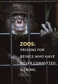 Pin By Gina Foley On Natural Gokul Animals Matter Animals Animal Planet