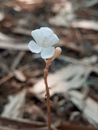 Image result for Didymoplexis