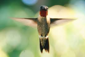 when is hummingbird migration