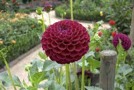 Perfect Dahlia Flower Meaning In Tamil And Description Shade Flowers Perennial Easy Perennials Best Perennials