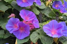 琉球朝顔 オーシャンブルー の育て方と花言葉 Horti ホルティ By Greensnap