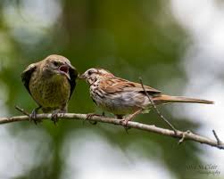 Hasil gambar untuk Sparrow finch