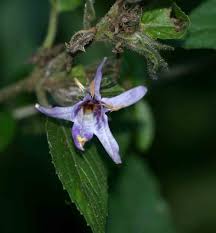 Image result for Mellera lobulata