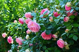 Discover how to get rid of aphids naturally: How To Get Rid Of Aphids On Roses Pests Banned