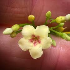 Image result for Tabernanthe