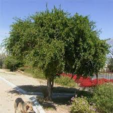 Image result for Dovyalis afra