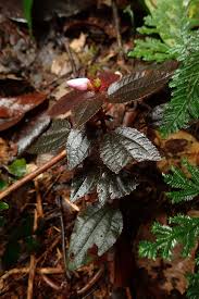 Image result for Calvoa